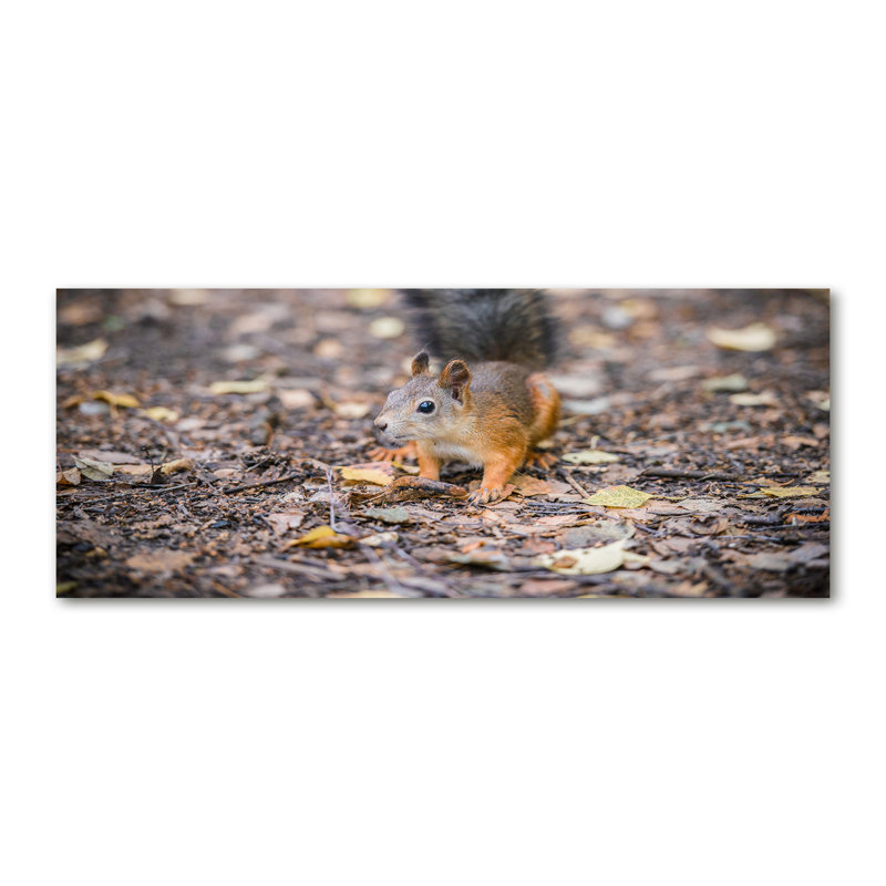 Squirrel - No Frame Print on Canvas