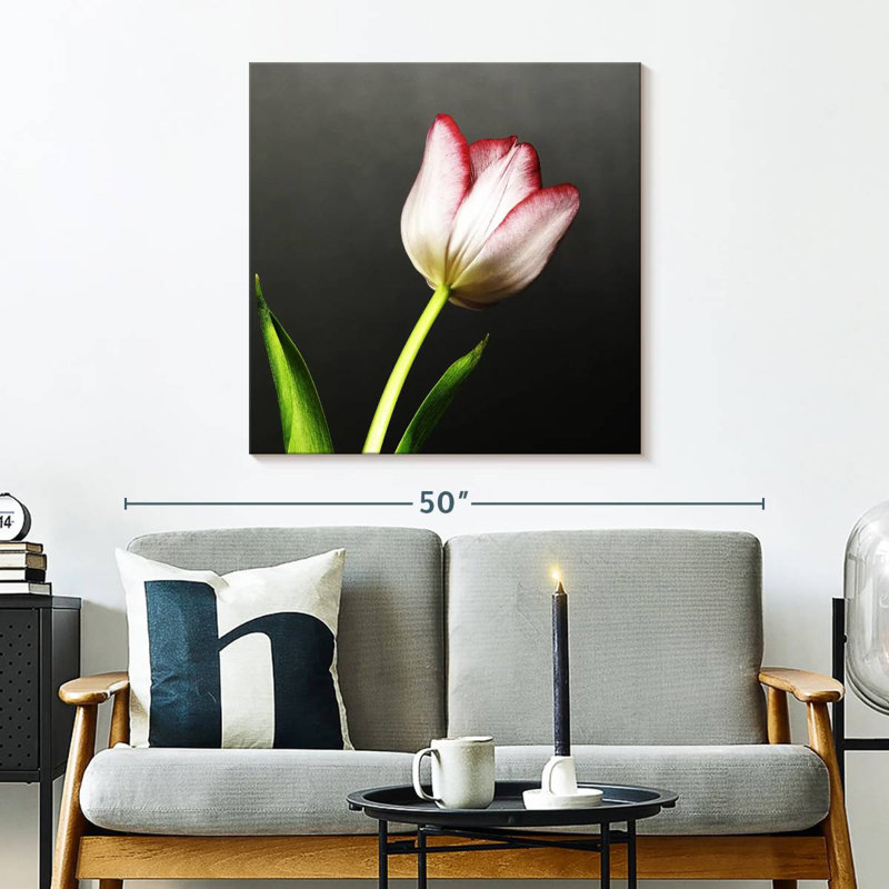 Harnek Red Tipped White Tulips