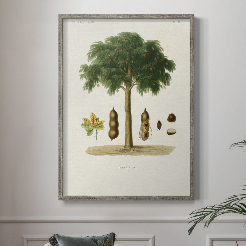 Arbre antique avec fruit, impression encadrée en bois massif, H 11 po x l 9 po