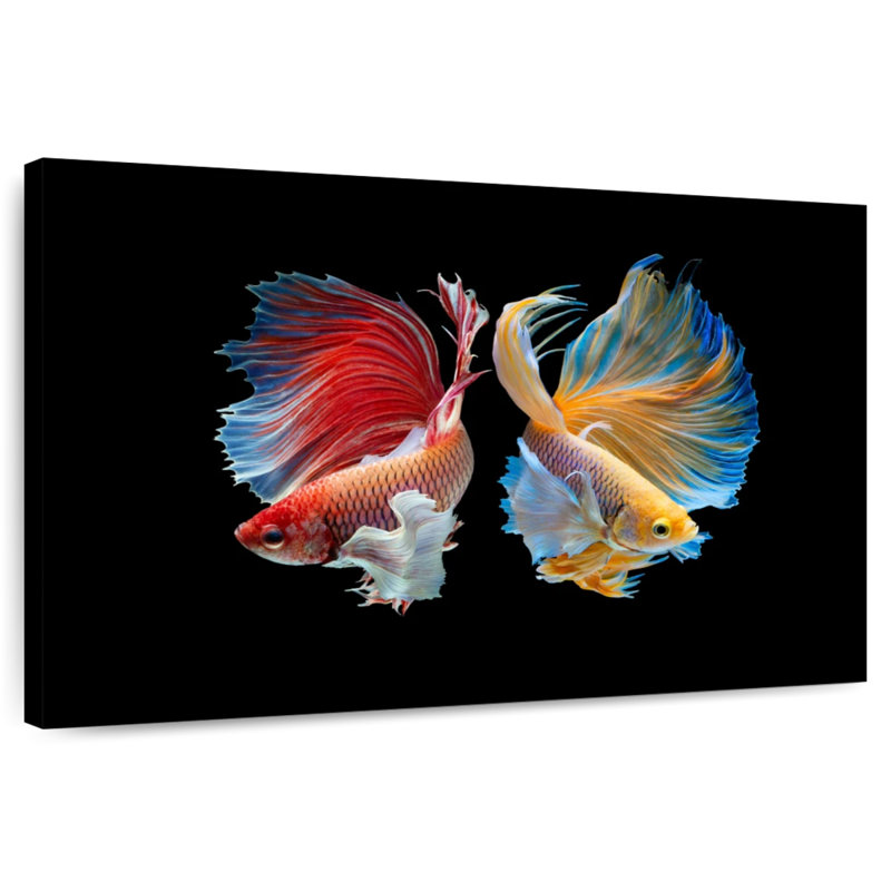 Betta Fish In Sync, H 32 po x l 48 po