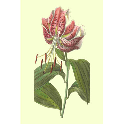 " Japanese Lily " by Sydenham Edwards