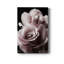 Rose noire II - photographie-1227699010-1227699012