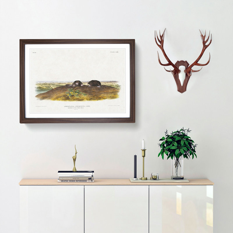 Star-Nose Moles by J.W. Audubon - Framed Print, 27cm H x 36cm W x 2cm D, Walnut Framed