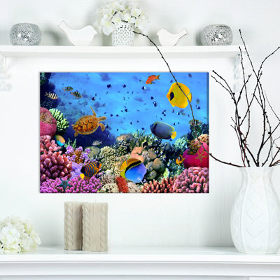 " Photo Of A Coral Colony "