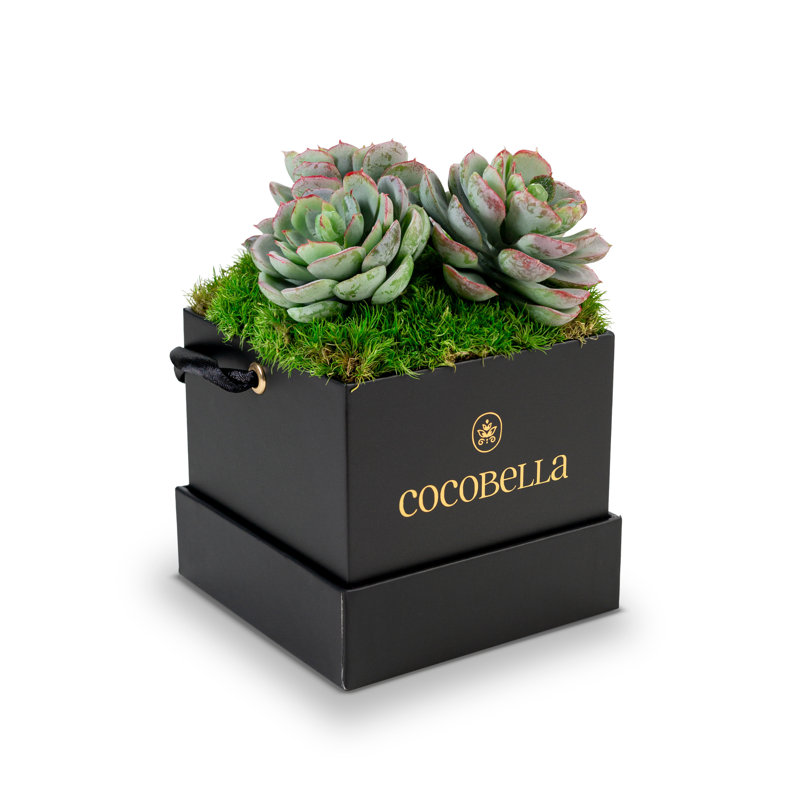 Bella Mini Succulent Arrangement