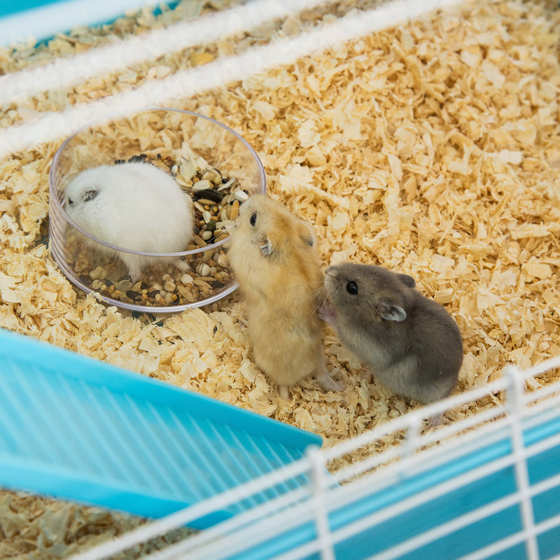 Cage à hamster polyvalente avec plusieurs fonctions de jeu et poignées de transport pratiques, Bleu clair