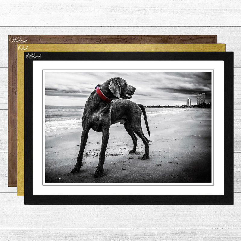 Weimaraner Dog Framed Photographic - Framed Print, Black