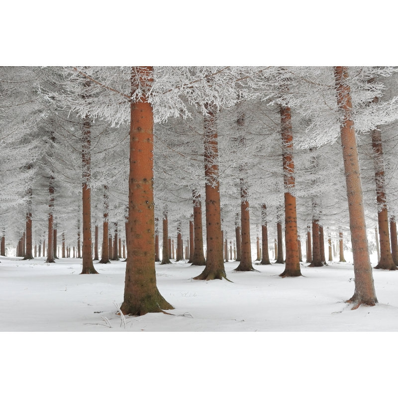 Wrapped Canvas Print, 76.2 cm H x 50.8 cm W