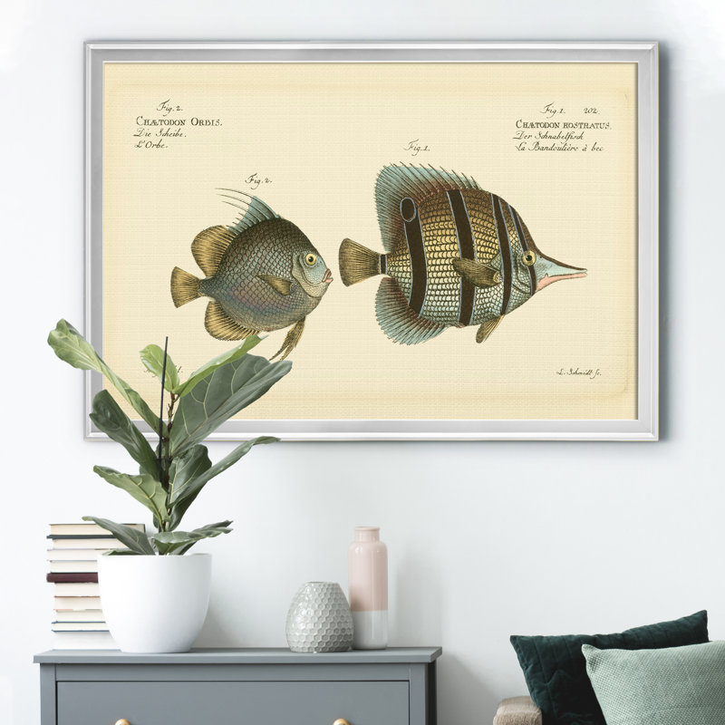 «Bloch Antique Fish IV», impression sur toile encadrée, H 26,5 po x l 36,5 po x P 1,5 po, Argent