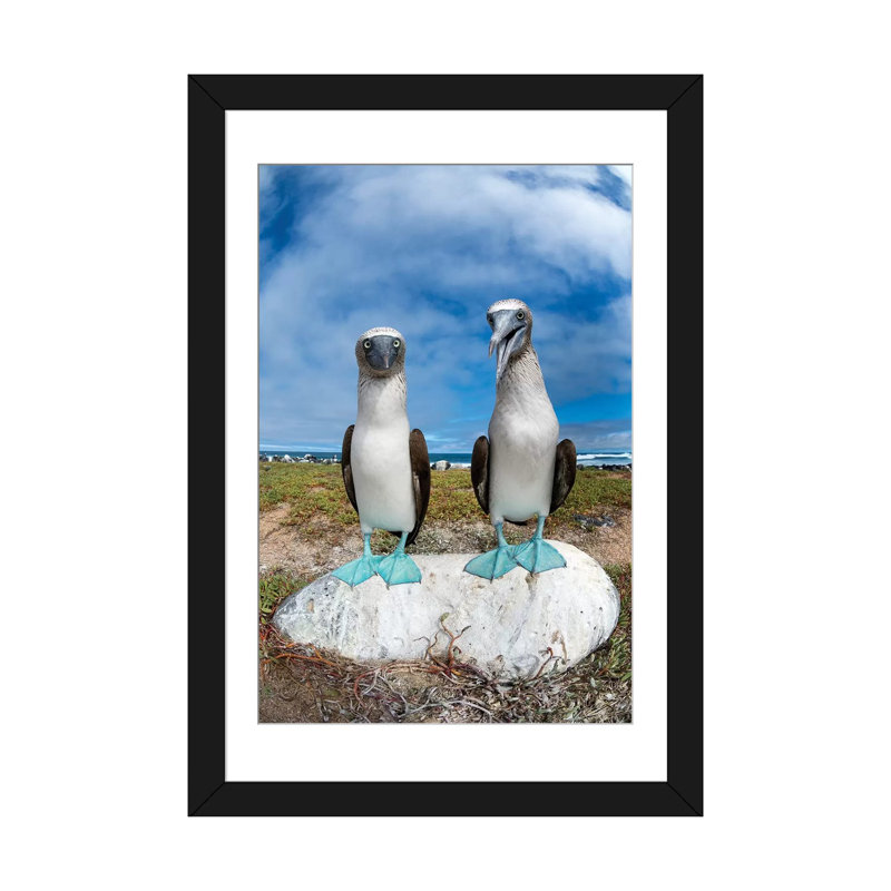 « blue-footed booby pair, îlot santa cruz, îlot de galapagos, équateur », reproduction de photo sur toile, Blanc