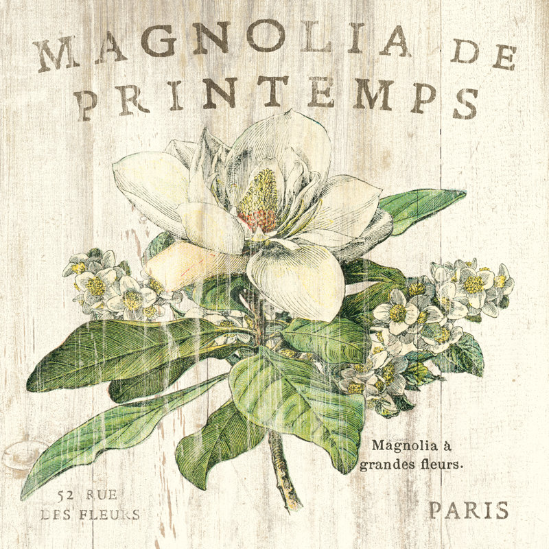 Magnolia De Printemps, H 12 po x l 12 po