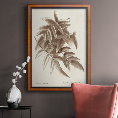 Sepia Fern Varieties IV Premium Framed Canvas- Ready To Hang -  Red Barrel StudioÂ®, 3AB8DDD383464AA7BA8D651908357551