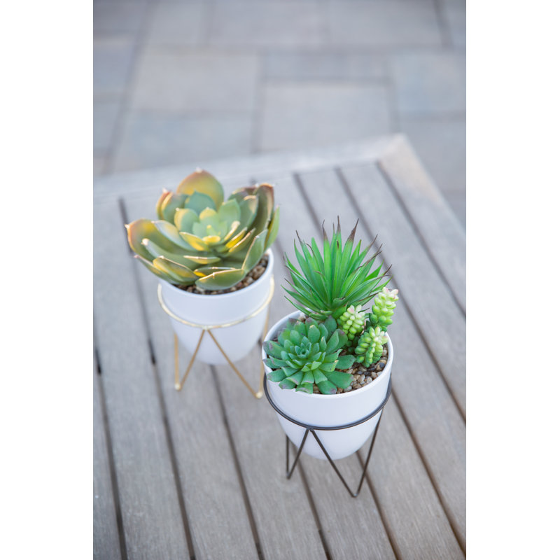 Plante grasse de bureau en pot, Blanc / Doré