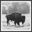 Bison Fall Print by Chris Dunker-525201718-525201719