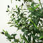 Approx. 83 Inches High Artificial Olive Tree