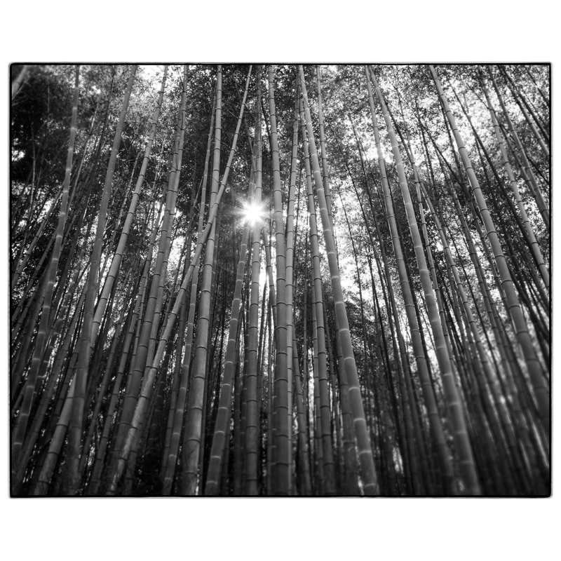 Bamboo Forest - Picture Frame Photograph on Paper , 23.5" H x 28" W, White Framed
