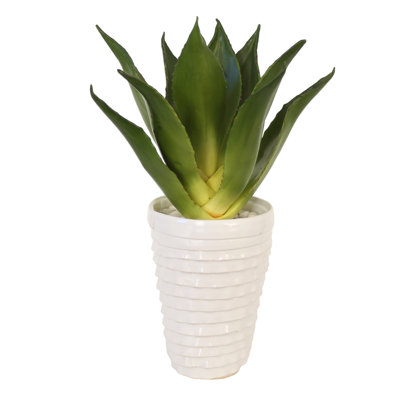 Agave dans un pot blanc superposé