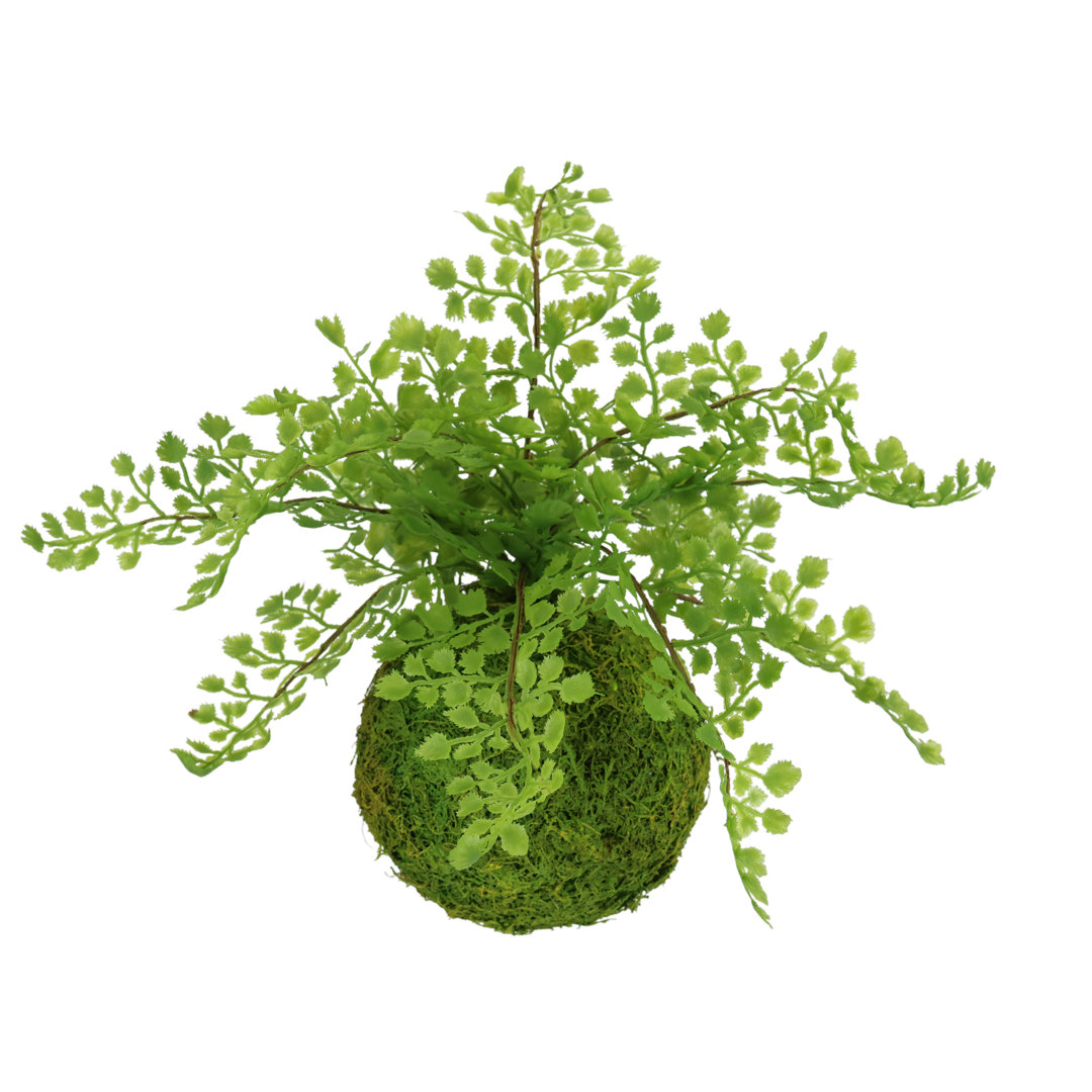 Fern Arrangement