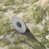 Sage/Stone selected