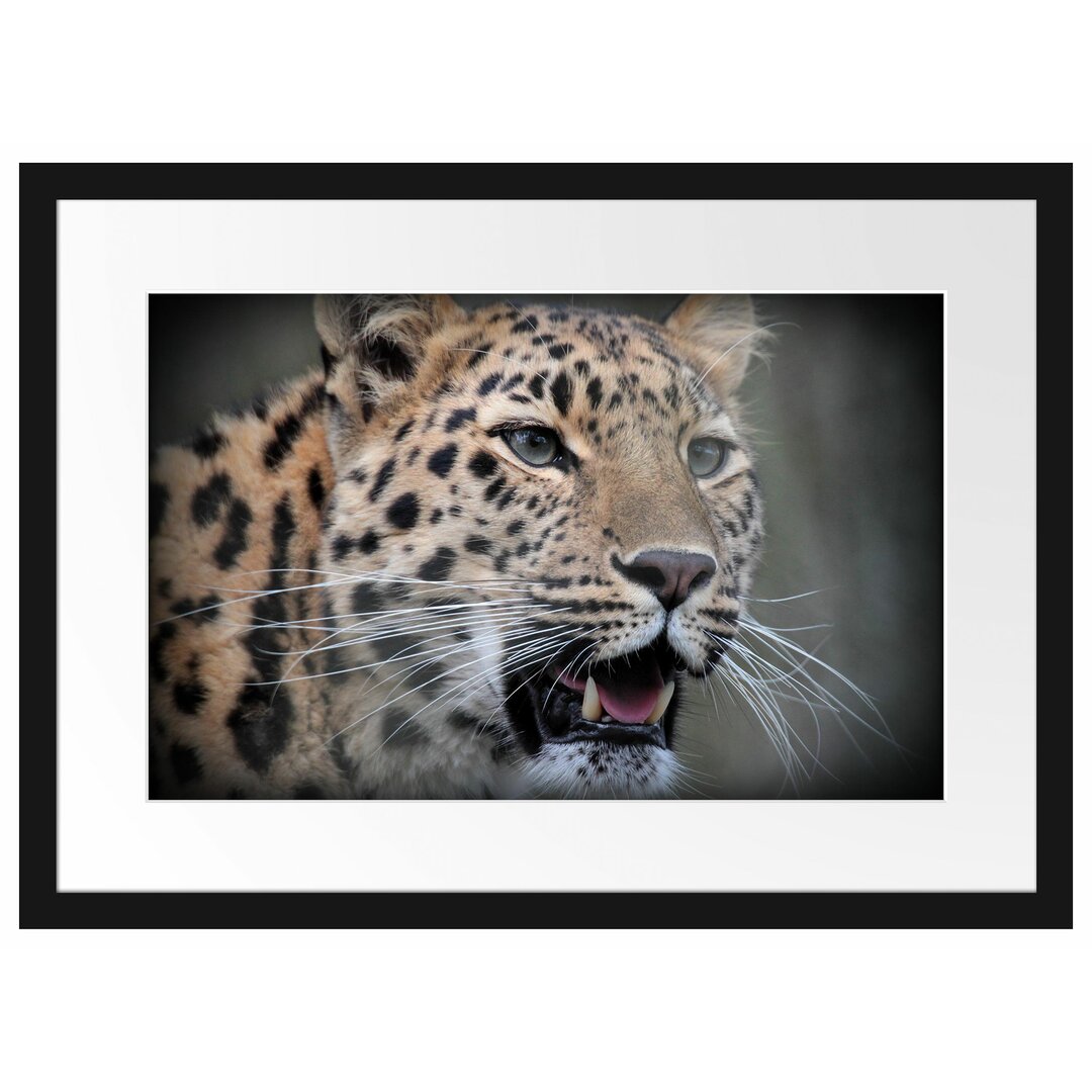 Gerahmtes Poster Ausgewachsener Leopard