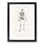 Human Skeleton by Charles dOrbigny - Framed Print-55579172-55579173