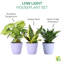 Live Low Light Houseplant Set-109179382