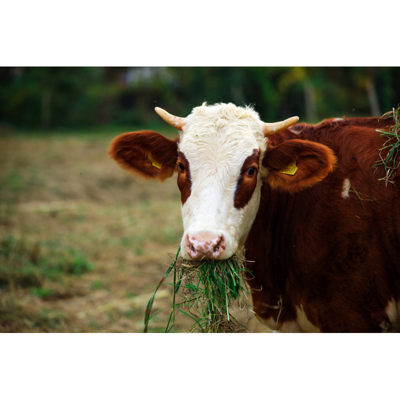 Vegetarian And Cow by Burak SÃ¼r - Wrapped Canvas Print, 30cm H x 46cm W