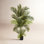 Faux Palm Tree in Pot Liner
