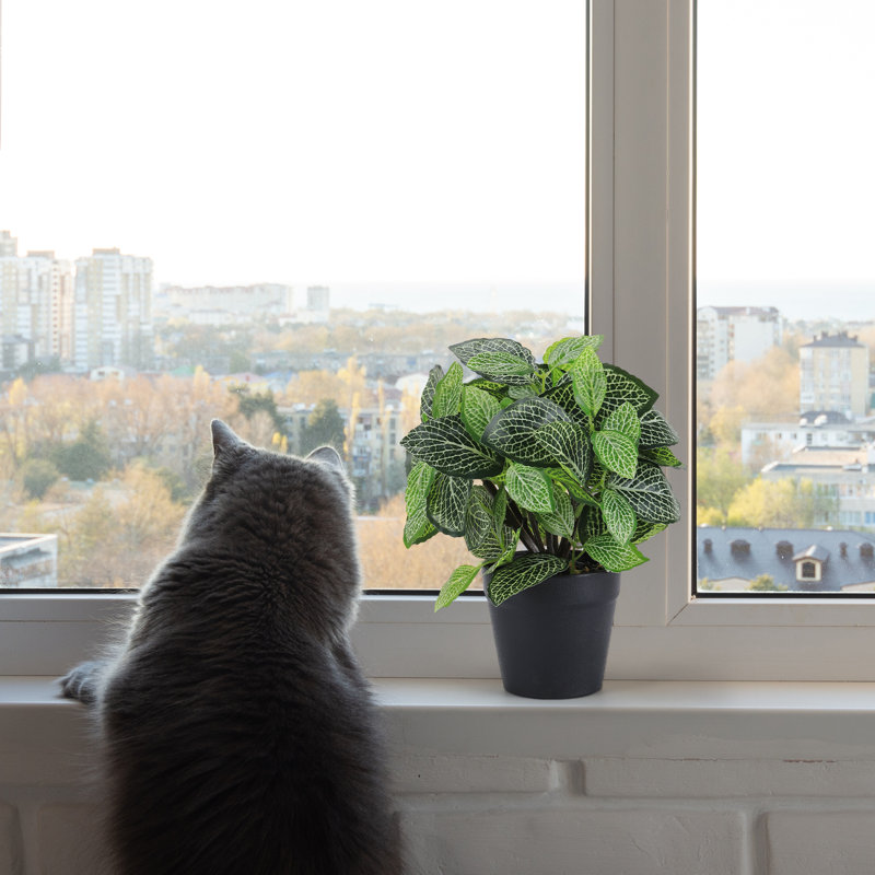 Plante artificielle en pot Fittonia