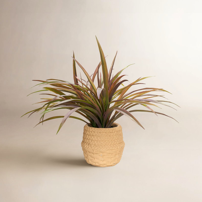 Spider Plant in Cement Pot