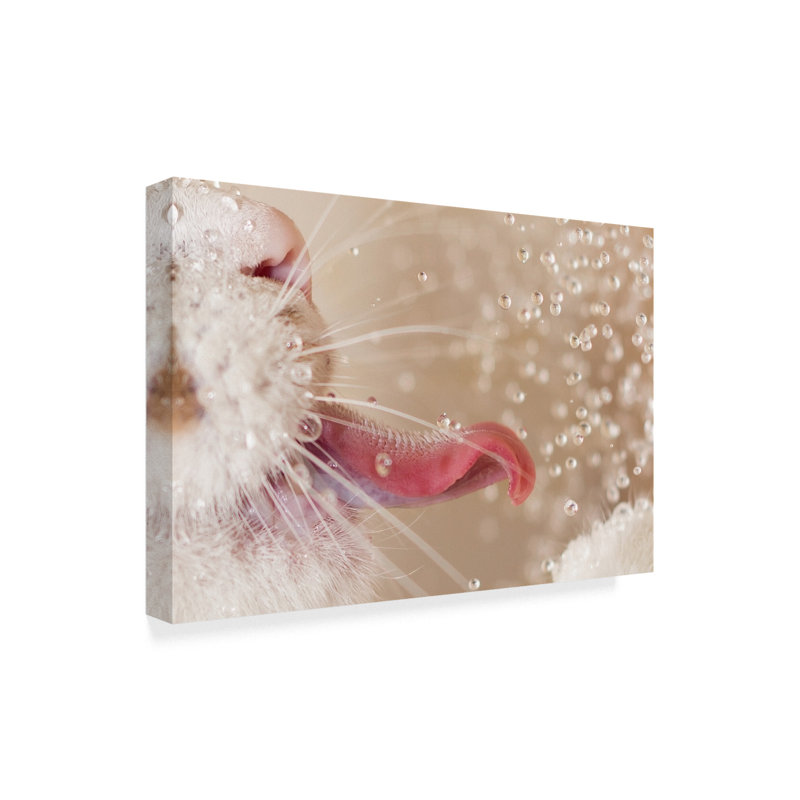 «Cat and Water Drops», reproduction de photo sur toile tendue, H 12 po x l 19 po x P 2 po