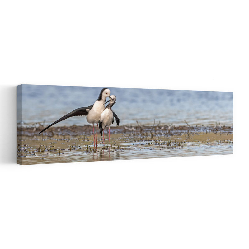 Art mural Stilts In Love Peaceful Romantic Serene Bird Nature Wildlife, H 16 po x l 48 po