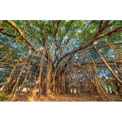 " Banyan Tree "