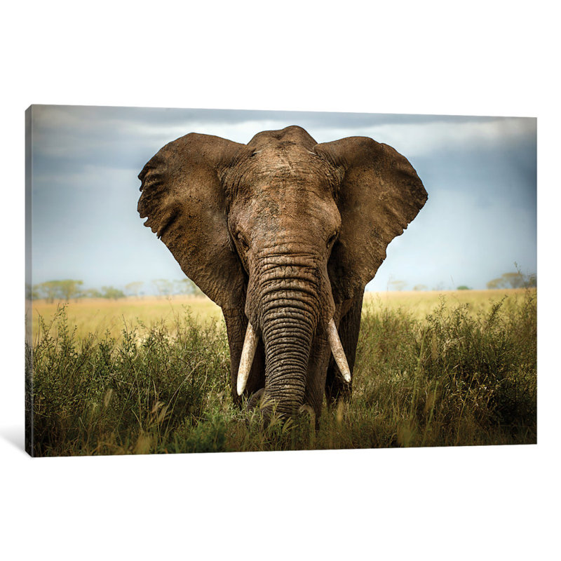 «Encounters In Serengeti», reproduction de photo horizontale sur toile tendue, H 18 po x l 26 po x P 1,5 po, Pas de tapis