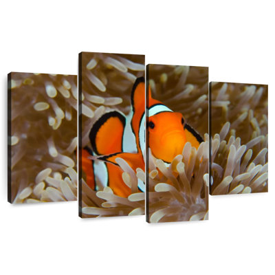 Brampt Wakatobi Anemonefish Pet