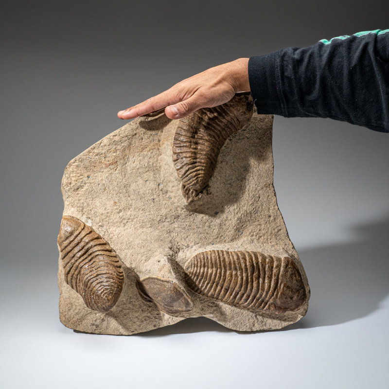 Genuine Cluster Trilobite (Ptychopariida) Fossil On Matrix