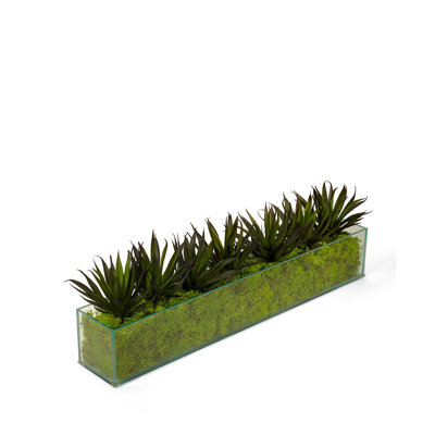 Agave géométrique dans une boîte rectangulaire en verre avec de la mousse verte dans un pot