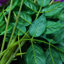 Faux Wisteria Swag-339493247