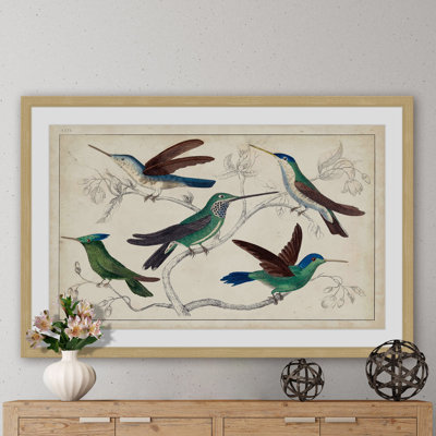 «Hummingbirds», reproduction encadrée