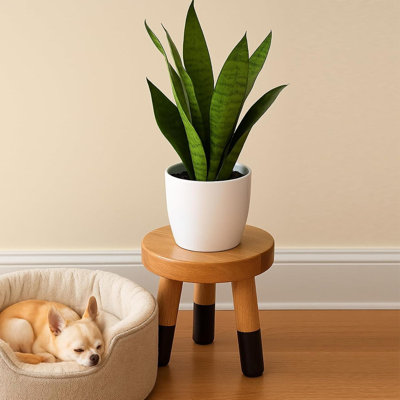 Plant Stand