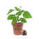 Wekiva Foliage LLC Mysore Raspberry Bush - 3 Live Starter Plants ...