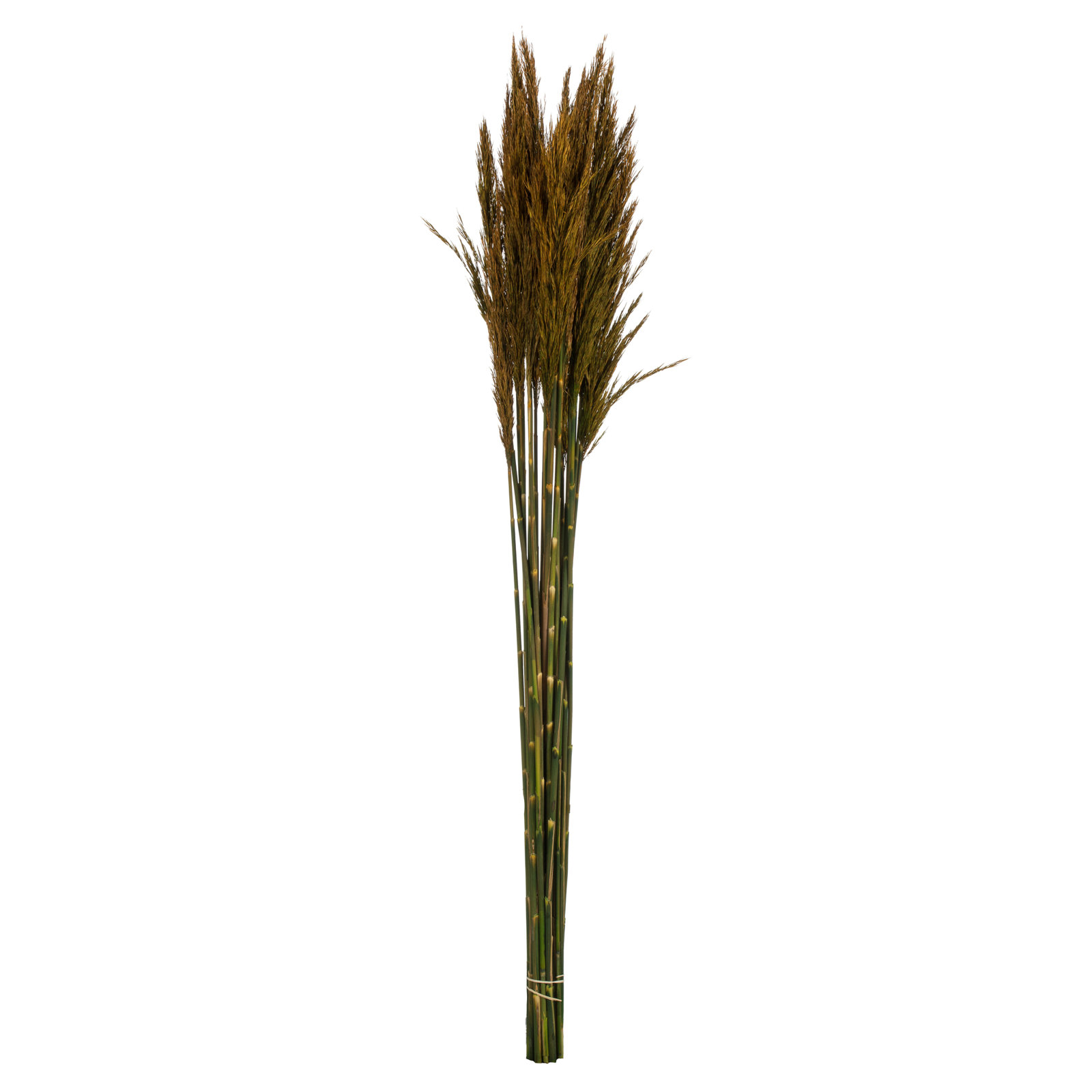 Zellmer 36'' H Preserved Plume Reed Bundle, Aspen Gold