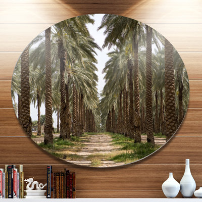 " Date Palm Plantation Photography "