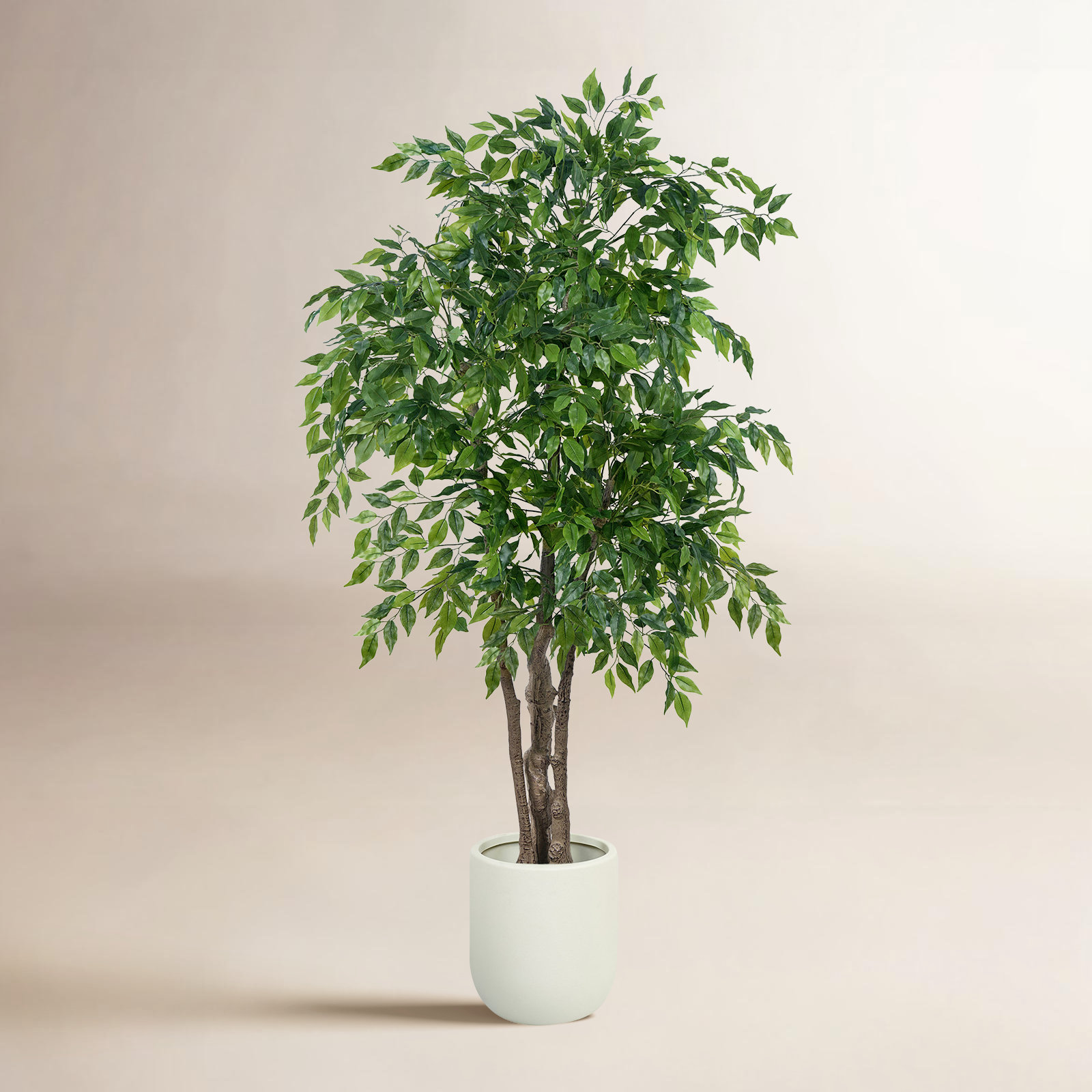 71" Ficus Tree in Planter
