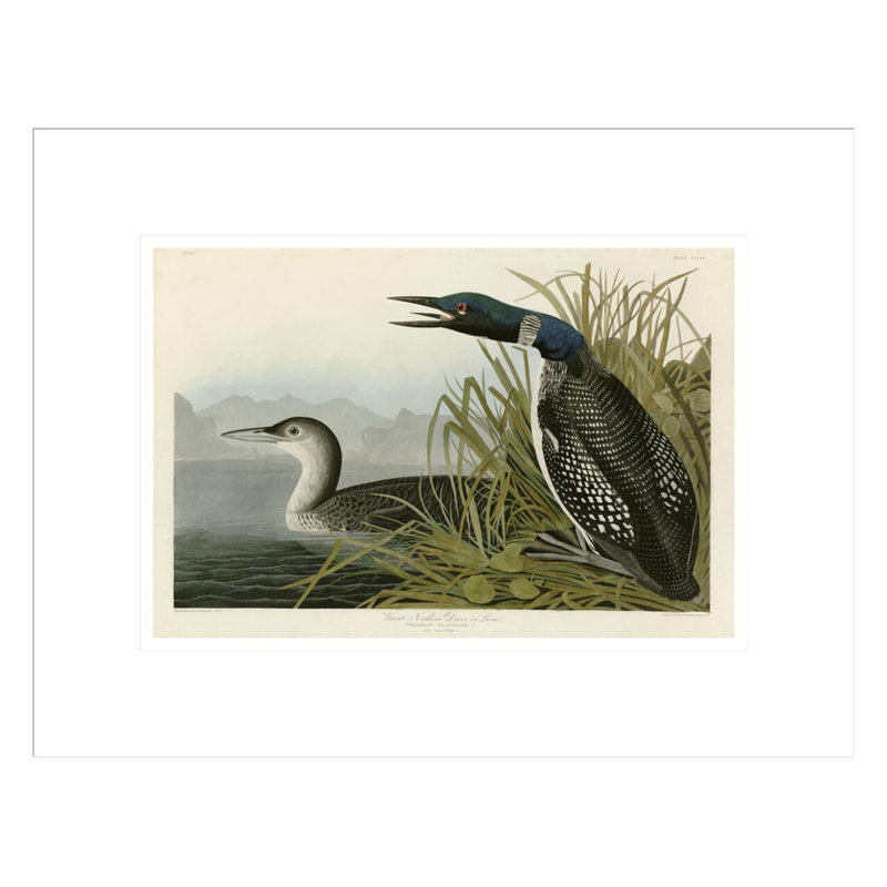 «Great Northern Diver or Loon» par John James Audubon, impression giclée sur cadre, H 13,13 po x l 16,75 po