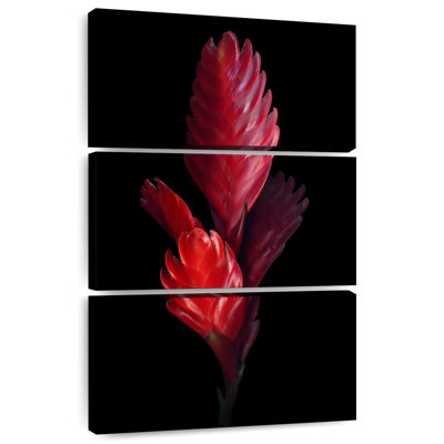 Harnek Bromeliad