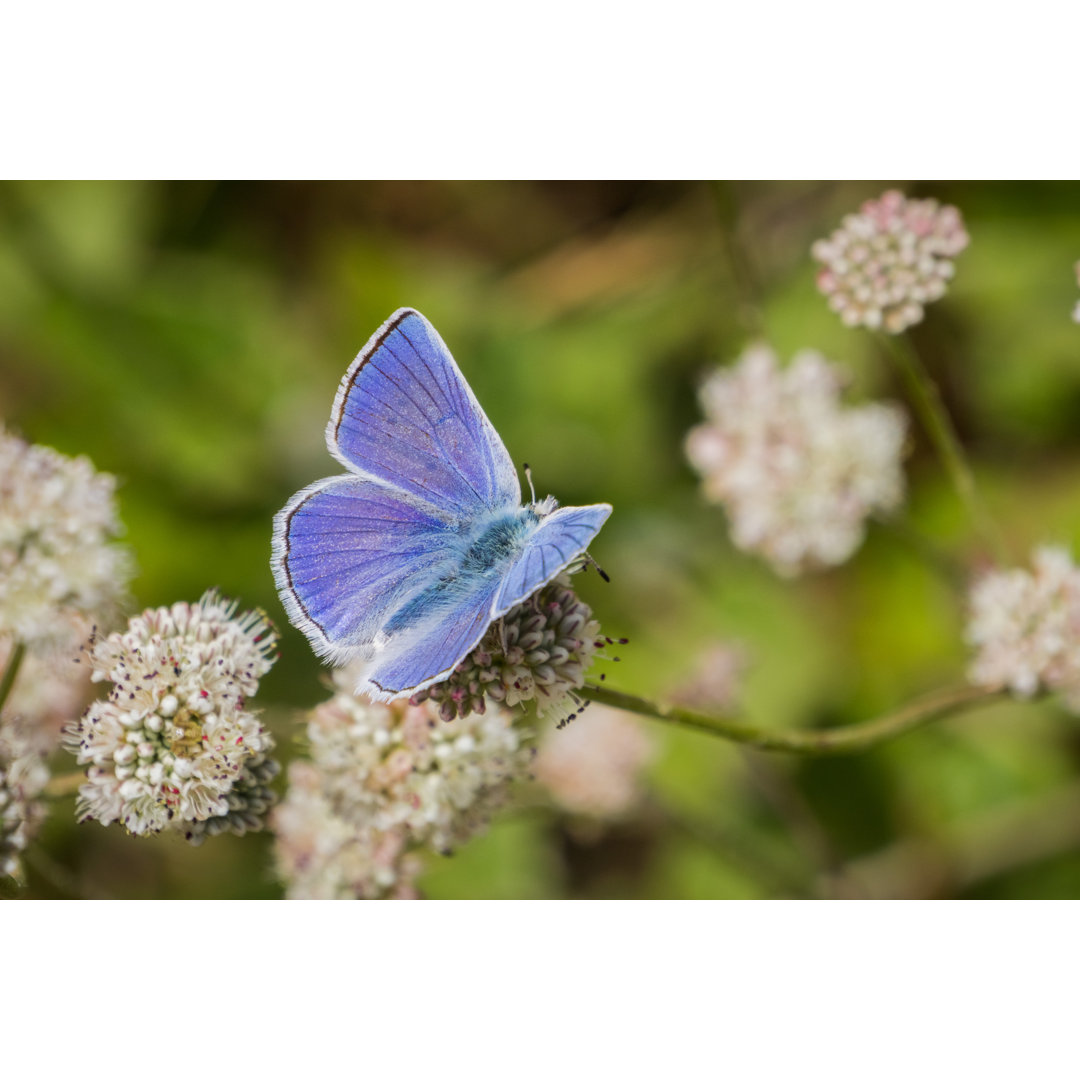 Plebejus Anna by Sundry Photography - Drucken