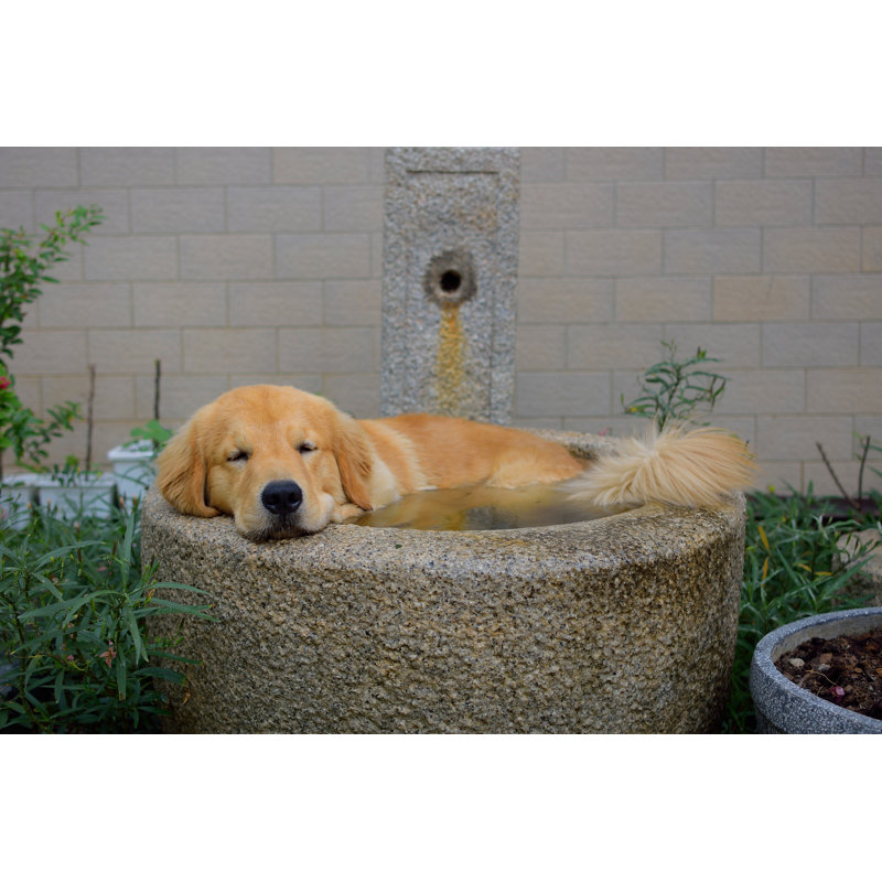 Golden Retriever Sleeping par Danaibe - photographie sur toile tendue, L 12 po x H 8 po