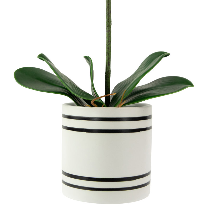 Orchild arrangements floraux en pot