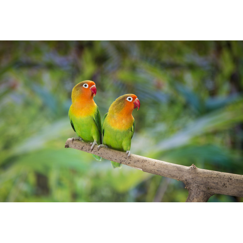Fischer's Lovebirds On Branch - Wrapped Canvas Print, 61cm H x 91cm W x 3.8cm D